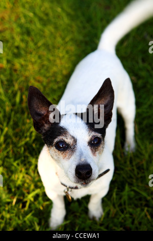 Un Jack Russell debout sur l'herbe Banque D'Images