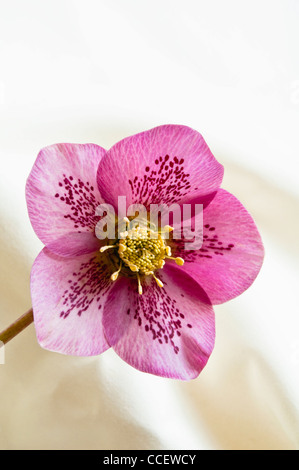 Lenten Rose ( Helleborus orientalis ) Vue rapprochée de l'hellébore pourpre rosâtre, montrant l'intérieur moucheté de pétales. Banque D'Images