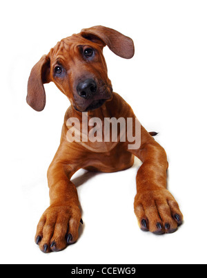 Un Rhodesian Ridgeback puppy sitting down Banque D'Images