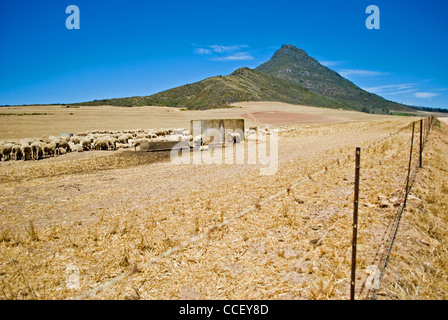 Des moutons paissant dans Riebeeksrivier au pied de la montagne près de Kasteelberg Riebeek West dans le Western Cape, Afrique du Sud. Banque D'Images