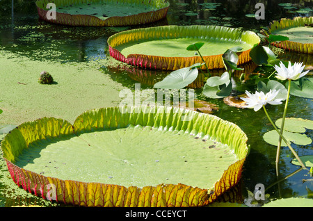 Le bois chevalier blanc à côté de fleurs nénuphar géant pads indigènes de la jungle amazonienne dans un étang de jardin dans le nord de la Thaïlande Banque D'Images