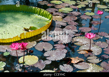Cape de couleur violet à côté des lotus nénuphar géant pads indigènes de la jungle amazonienne dans un étang de jardin dans le nord de la Thaïlande Banque D'Images