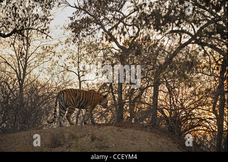 Tigre sur un froid matin d'hiver dans la forêt décidue sèche de la réserve de tigres de Ranthambhore en Inde Banque D'Images