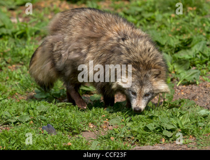 Le chien viverrin (Nyctereutes procyonoides) Banque D'Images