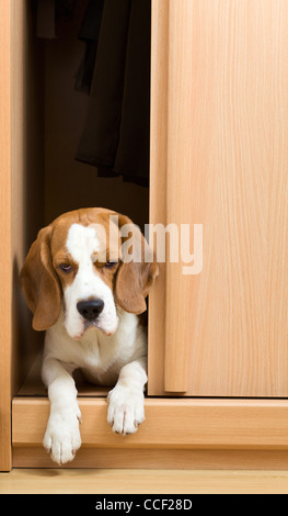 L'absence de chien a grimpé dans une armoire. Banque D'Images