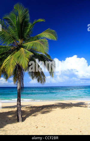 Coco palm Banque D'Images