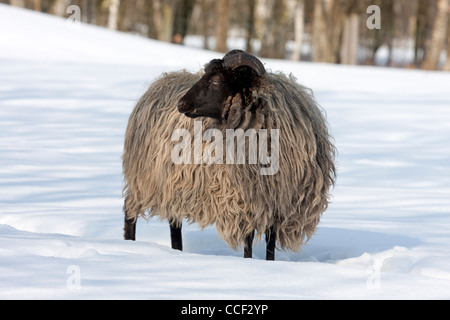 Heath dans la neige allemande (Ovis ammon aries) f. Banque D'Images