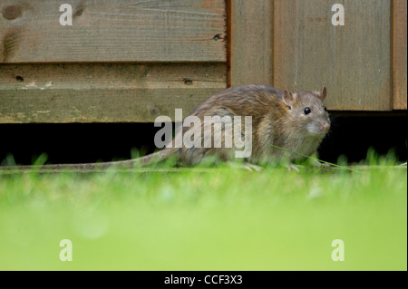 Rat surmulot Rattus norvegicus sortant d'adultes sous abri de jardin d'essayer de trouver de la nourriture. Banque D'Images