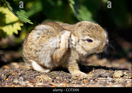 Bébé Lapin de garenne, Oryctolagus cuniculus, assis dans la lumière du soleil de toilettage. Banque D'Images