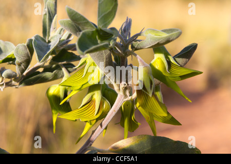 Fleur oiseau vert au milieu de cratère Wolfe dans l'ouest de l'Australie, Crotalaria cunninghamii Banque D'Images
