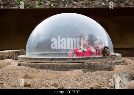 Le Zoo de Londres. Les enfants d'une 'réunion' suricates suricate (Suricata). Ramper sous tunnel permet l'entrée dans un dôme en acrylique à l'intérieur de la pièce. Banque D'Images