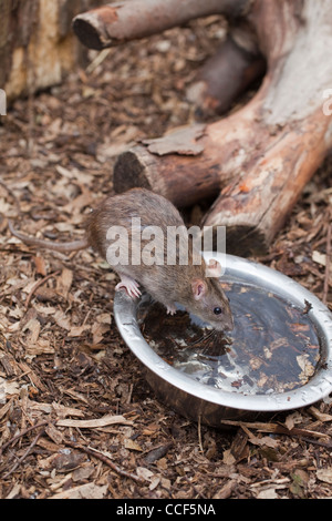 Rat surmulot (Rattus norvegicus). L'eau potable à partir d'un bol sur une volière-de-chaussée. Banque D'Images