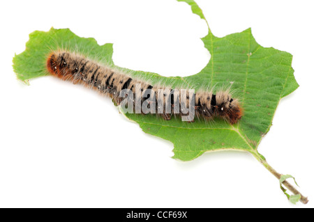 Lasiocampa quercus (Oak Eggar) Caterpillar sur feuille noisette sur fond blanc Banque D'Images