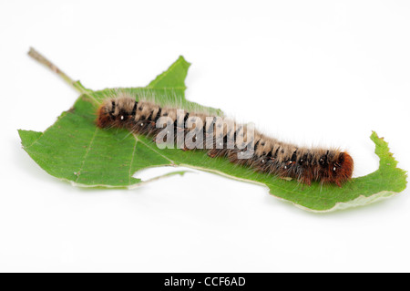 Lasiocampa quercus (Oak Eggar) Caterpillar sur feuille noisette sur fond blanc Banque D'Images