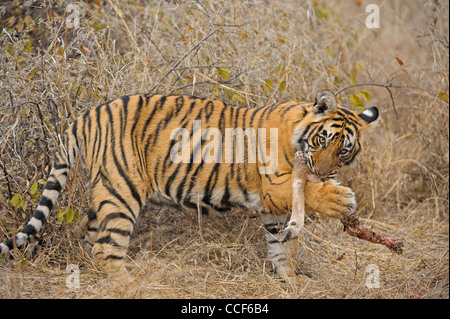 Un jeune tiger cub avec un chevreuil tuer manger dans le parc national de Ranthambore Banque D'Images