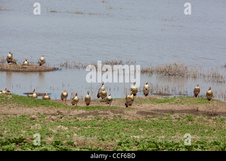 Oies égyptiennes (Alopochen aegyptiacus). Troupeau face au soleil et à la brise, rive du lac Awasa. L'Éthiopie. Banque D'Images