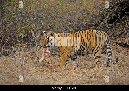 Un jeune tiger cub avec un chevreuil tuer manger dans le parc national de Ranthambore Banque D'Images