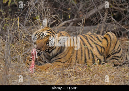 Un jeune tiger cub avec un chevreuil tuer manger dans le parc national de Ranthambore Banque D'Images