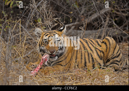 Un jeune tiger cub avec un chevreuil tuer manger dans le parc national de Ranthambore Banque D'Images