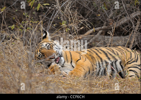 Un jeune tiger cub avec un chevreuil tuer manger dans le parc national de Ranthambore Banque D'Images