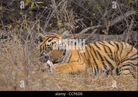 Un jeune tiger cub avec un chevreuil tuer manger dans le parc national de Ranthambore Banque D'Images