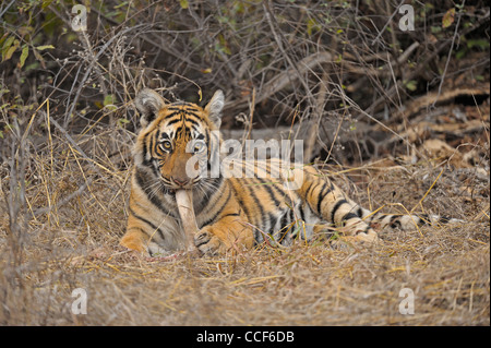 Un jeune tiger cub avec un chevreuil tuer manger dans le parc national de Ranthambore Banque D'Images