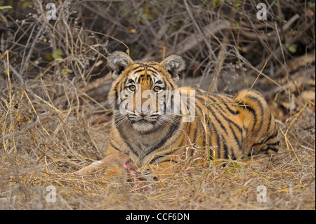 Un jeune tiger cub avec un chevreuil tuer manger dans le parc national de Ranthambore Banque D'Images