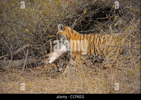 Un jeune tiger cub avec un chevreuil tuer manger dans le parc national de Ranthambore Banque D'Images