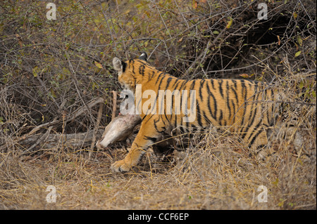 Un jeune tiger cub avec un chevreuil tuer manger dans le parc national de Ranthambore Banque D'Images