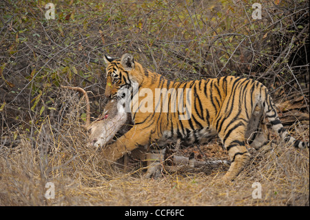 Un jeune tiger cub avec un chevreuil tuer manger dans le parc national de Ranthambore Banque D'Images