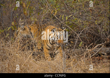 Un jeune tiger cub avec un chevreuil tuer manger dans le parc national de Ranthambore Banque D'Images