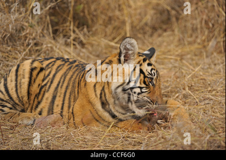 Un jeune tiger cub avec un chevreuil tuer manger dans le parc national de Ranthambore Banque D'Images