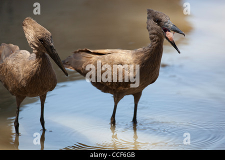 (Scopus umbretta Hamerkop). La pêche. Lac Ziway. L'Éthiopie. Largement répartie dans toute l'Afrique. Banque D'Images