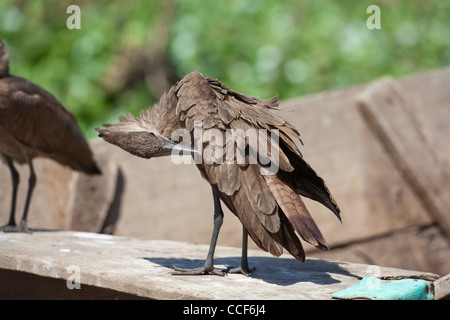 (Scopus umbretta Hamerkop). Se percher et lissage sur un bateau de pêcheur. Lac Ziway. L'Éthiopie. Banque D'Images