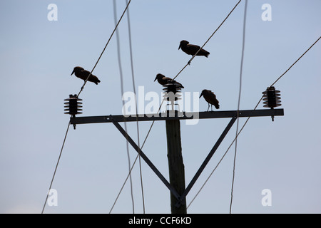 (Scopus umbretta Hamerkop). Percher sur les lignes électriques. Lac Ziway. L'Éthiopie. Banque D'Images