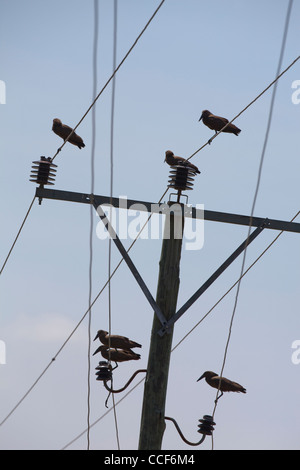 (Scopus umbretta Hamerkop). Percher sur les lignes électriques. Lac Ziway. L'Éthiopie. Banque D'Images