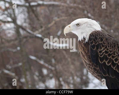 Libre d'un pygargue à tête blanche le haut du corps, c'est un jour d'hiver et il y a une petite quantité de neige sur les branches. Banque D'Images