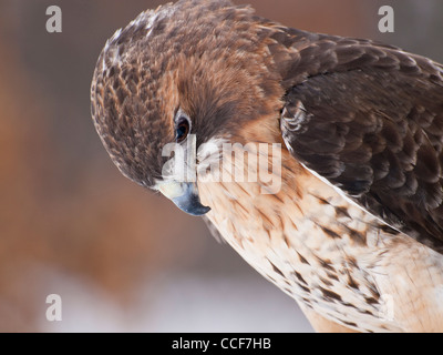 Gros plan de la tête et les épaules d'une Buse à queue rouge sur une journée l'hiver. Ces Hawks sont les oiseaux les plus souvent utilisées dans le cadre de la fauconnerie. Banque D'Images