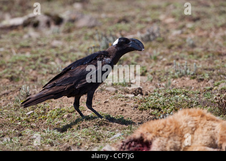 Le Corbeau (Corvus crassirostris). Se nourrir de cadavre d'un chien sauvage. L'Ethiopie Banque D'Images