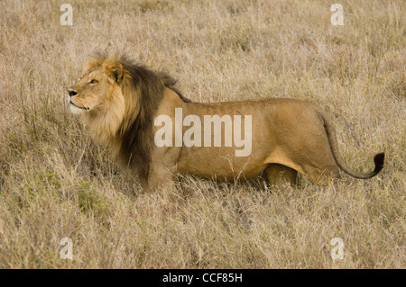 En Afrique Tanzania national Serengeti Lion à crinière Park-Black article en plaine (Panthera leo) Banque D'Images