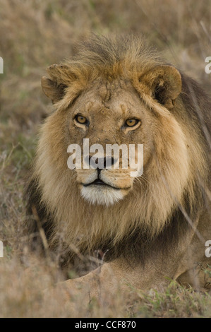En Afrique Tanzania national Serengeti Lion à crinière Park-Black couché-head shot (Panthera leo) Banque D'Images