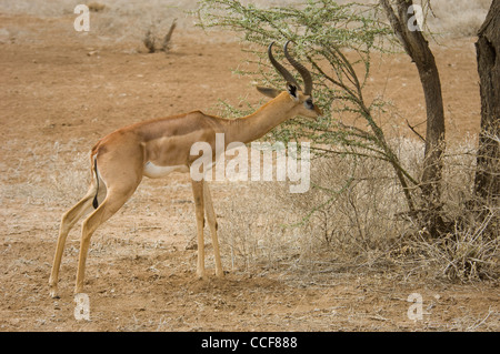 Afrique Kenya Samburu la Reserve-Male Gerenuk off navigation (Litocranius walleri acacia) Banque D'Images