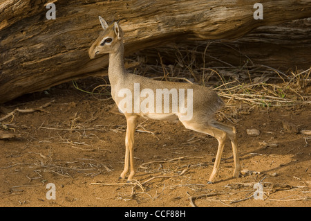 Afrique Kenya Samburu du Reserve-Guenther Dik-Dik National dans les buissons (Madoqua guentheri) Banque D'Images