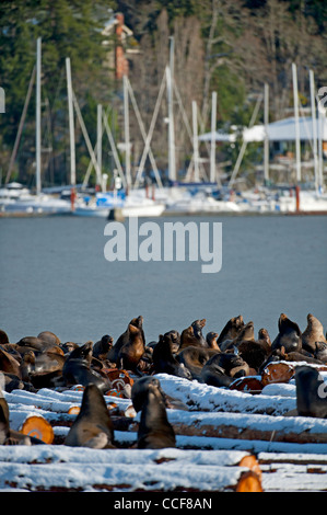 Les Lions de mer à Craig Bay logging yard, Nanoose Bay l'île de Vancouver en Colombie-Britannique. 7861 SCO Banque D'Images