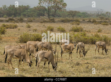 Afrique Kenya Samburu la Reserve-Herd d'oryx de beisa oryx de beisa (plaines) Banque D'Images