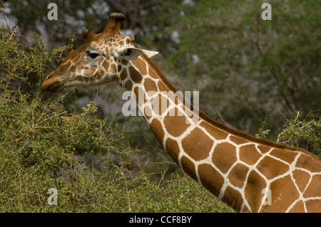 Afrique Kenya Samburu girafe Reserve-Reticulated National navigation (Giraffa camelopardalis reticulata Banque D'Images