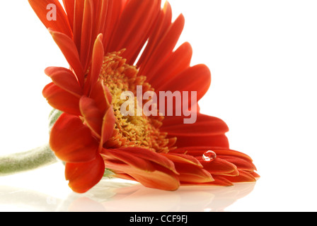 Résumé photo de gerber avec une goutte de plus de blanc. Shallow DOF Banque D'Images