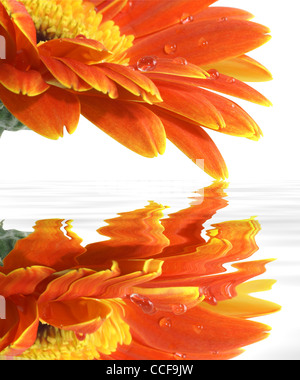 Gerbera daisy avec une goutte d'eau et des réflexions Banque D'Images