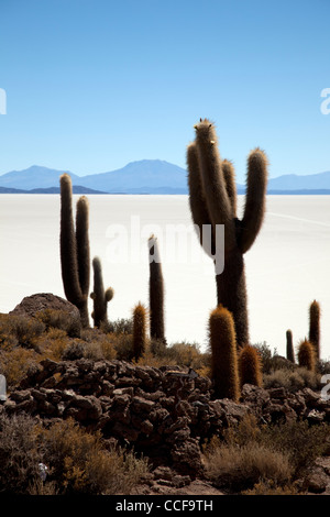 L'île de Incahuasi, ou l'île des cactus, en Bolivie, Salar de Uyuni, le plus grand de sel et des principaux site touristique. Banque D'Images