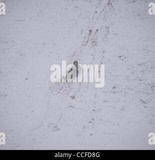 Jan 2,2011-Castaic Lake, California, USA. Les gens jouent dans la neige qui recouvrait la Newhall pass à Santa Clarita et la vigne en tant que résidants ont eu droit à un début 2011 neige dimanche après-midi après une pluie légère se tourna en averses et ensuite à une forte chute de neige. (Crédit Image : © Gene Blevins/ZU Banque D'Images